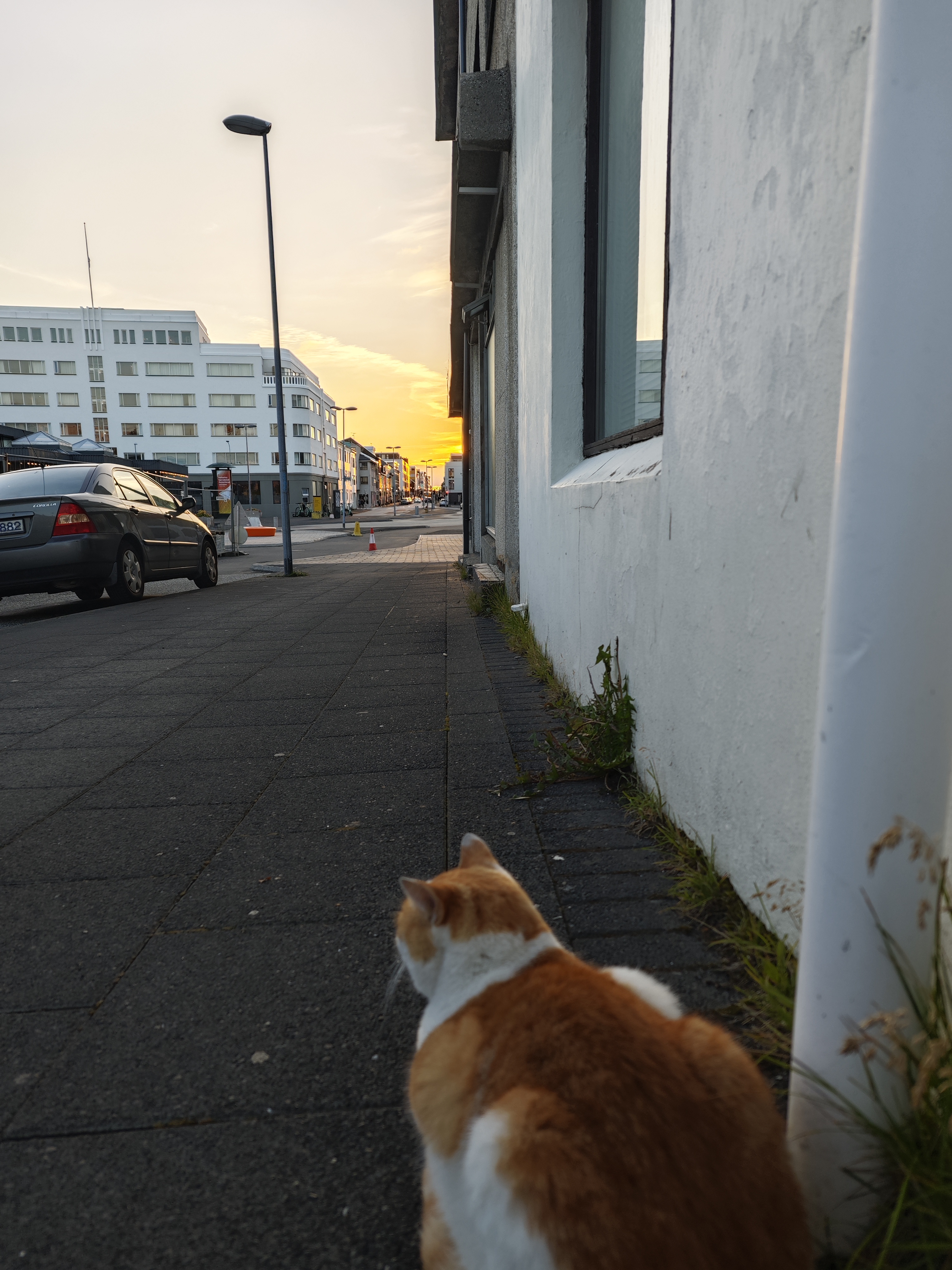 A kitty by the street