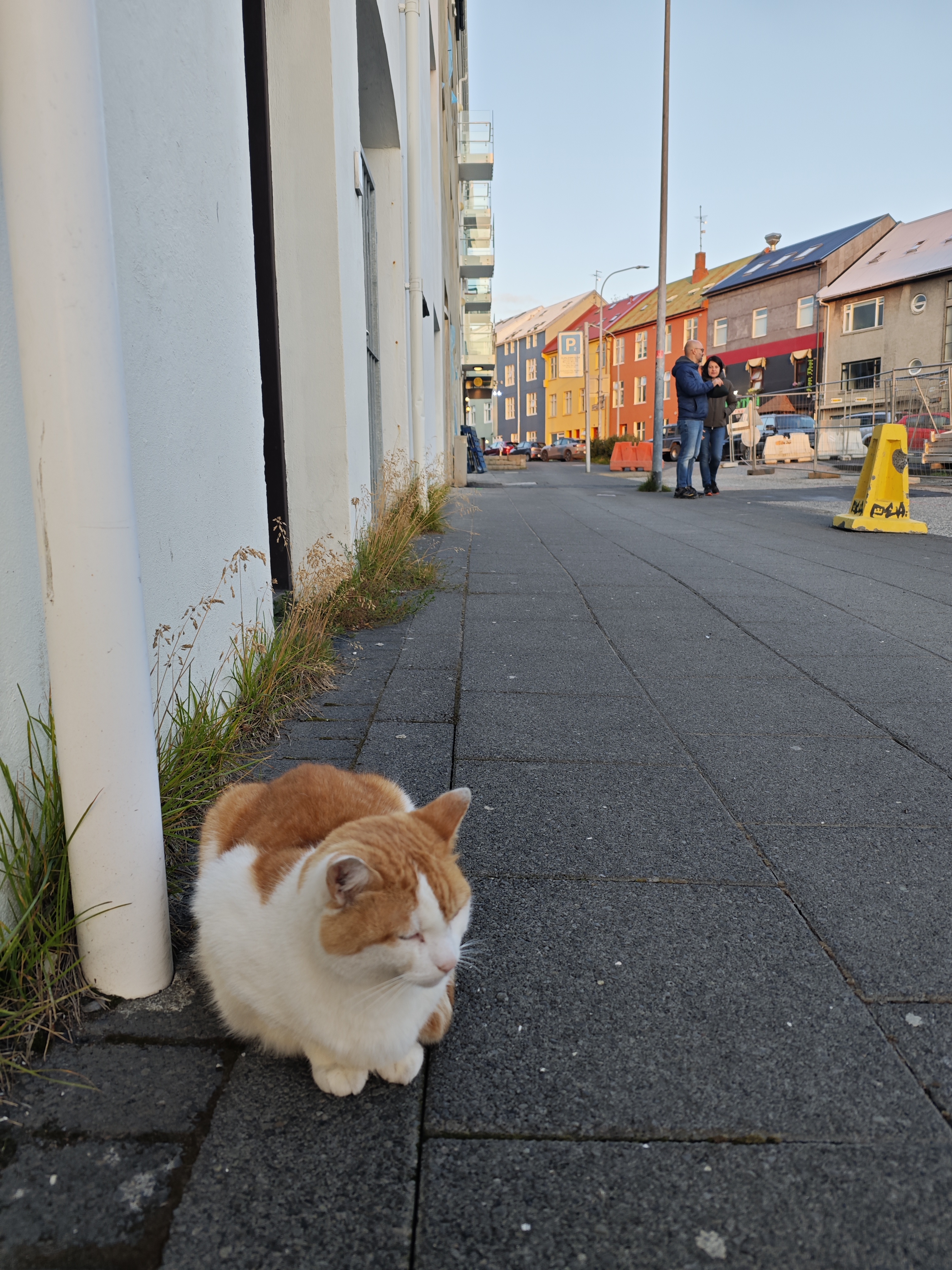 Cute kitty