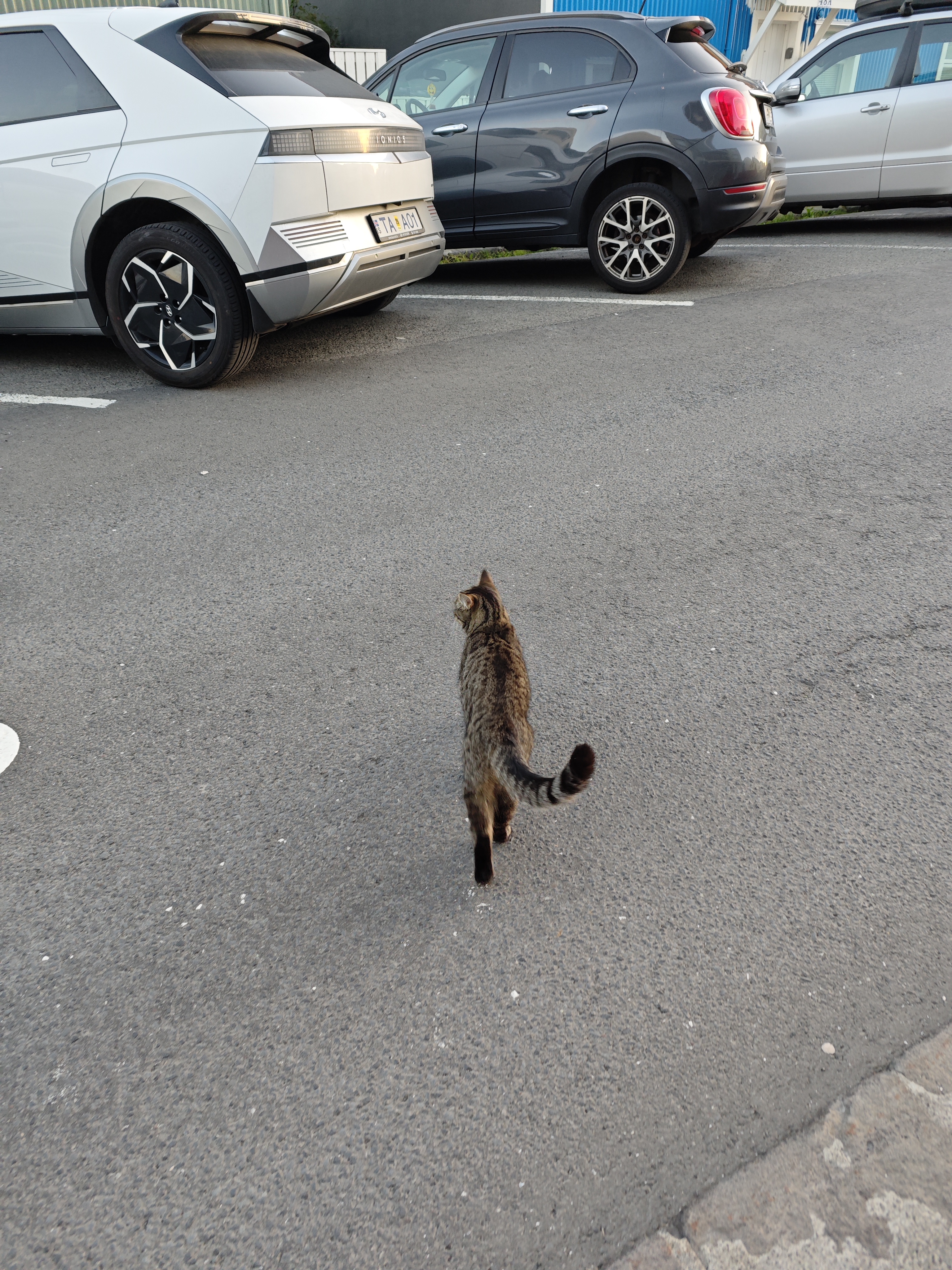 Another kitty!