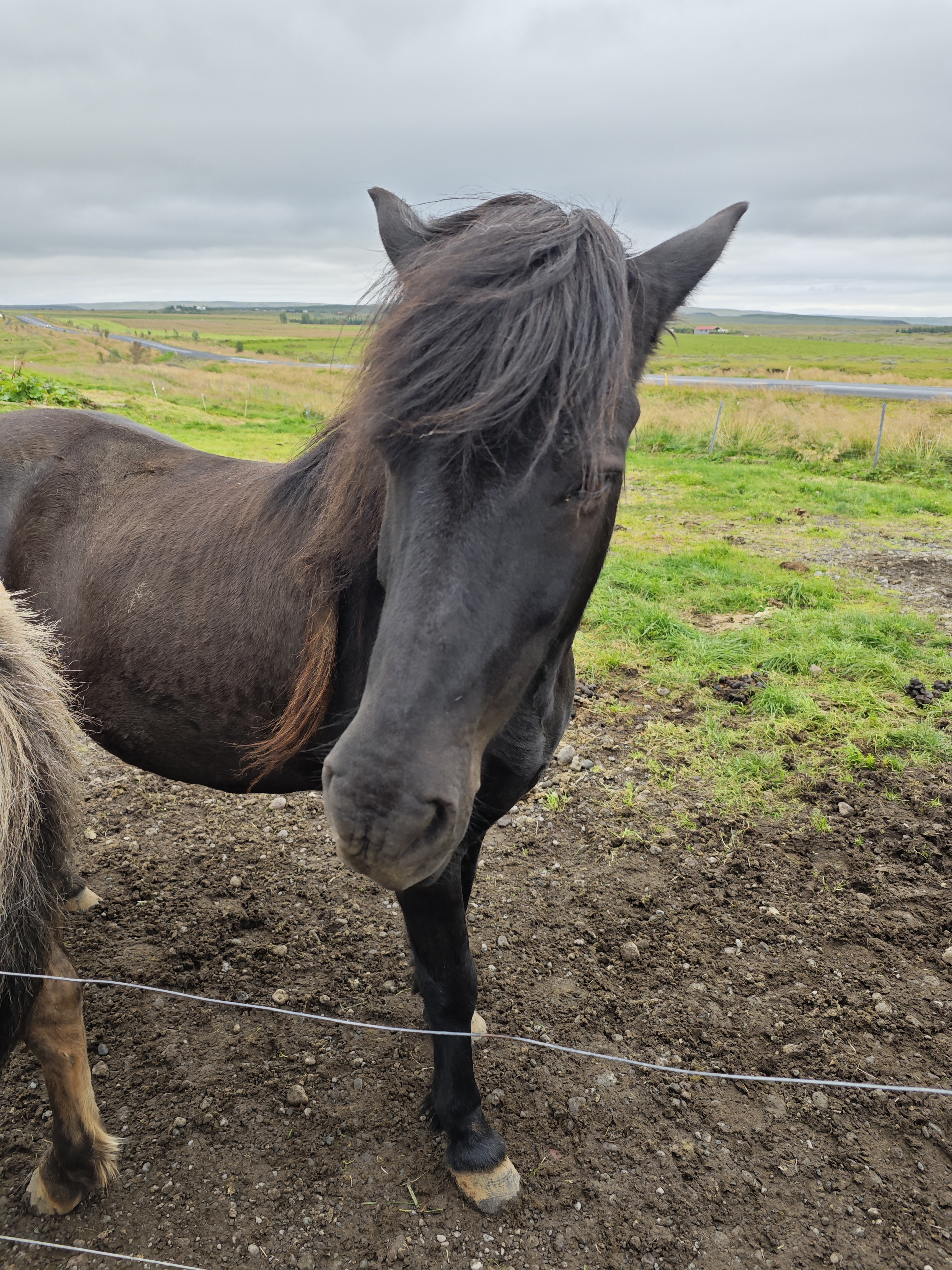 Black horsie