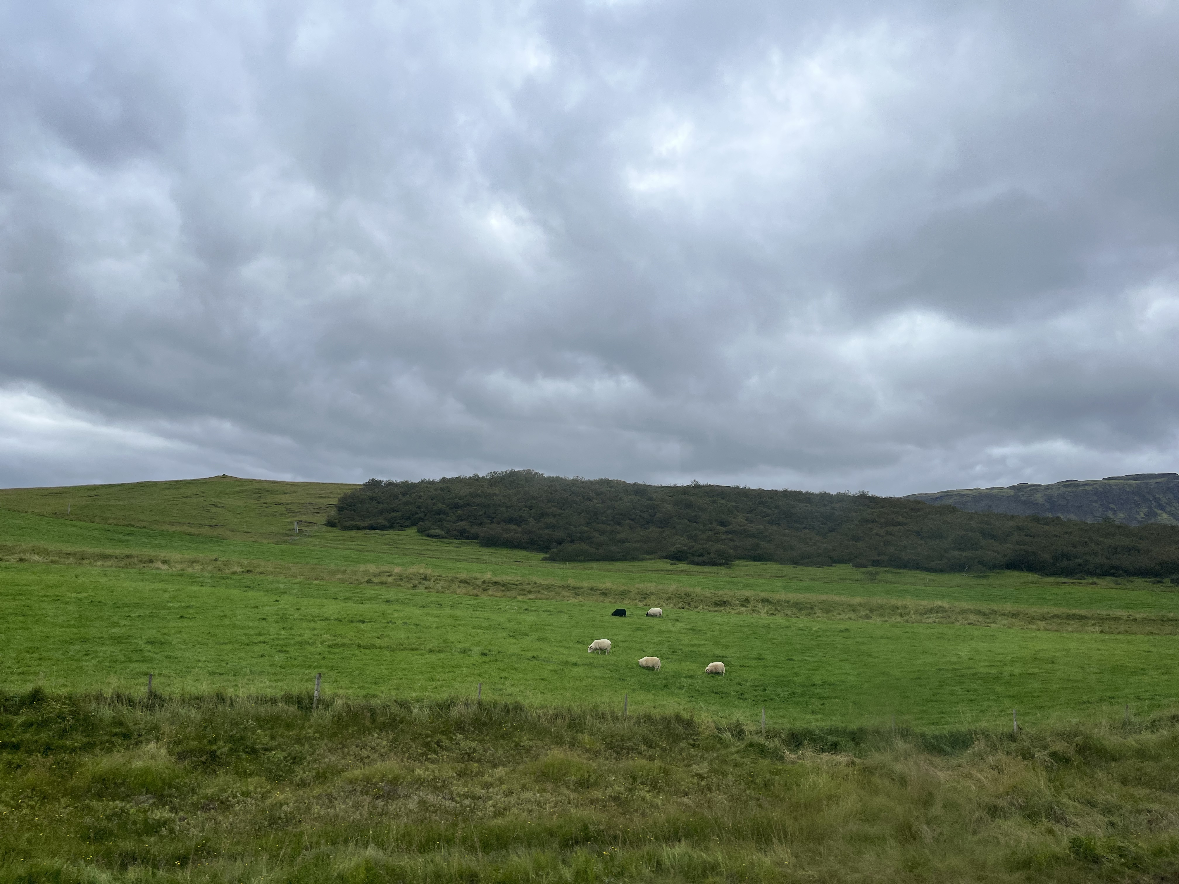 There are sheep!