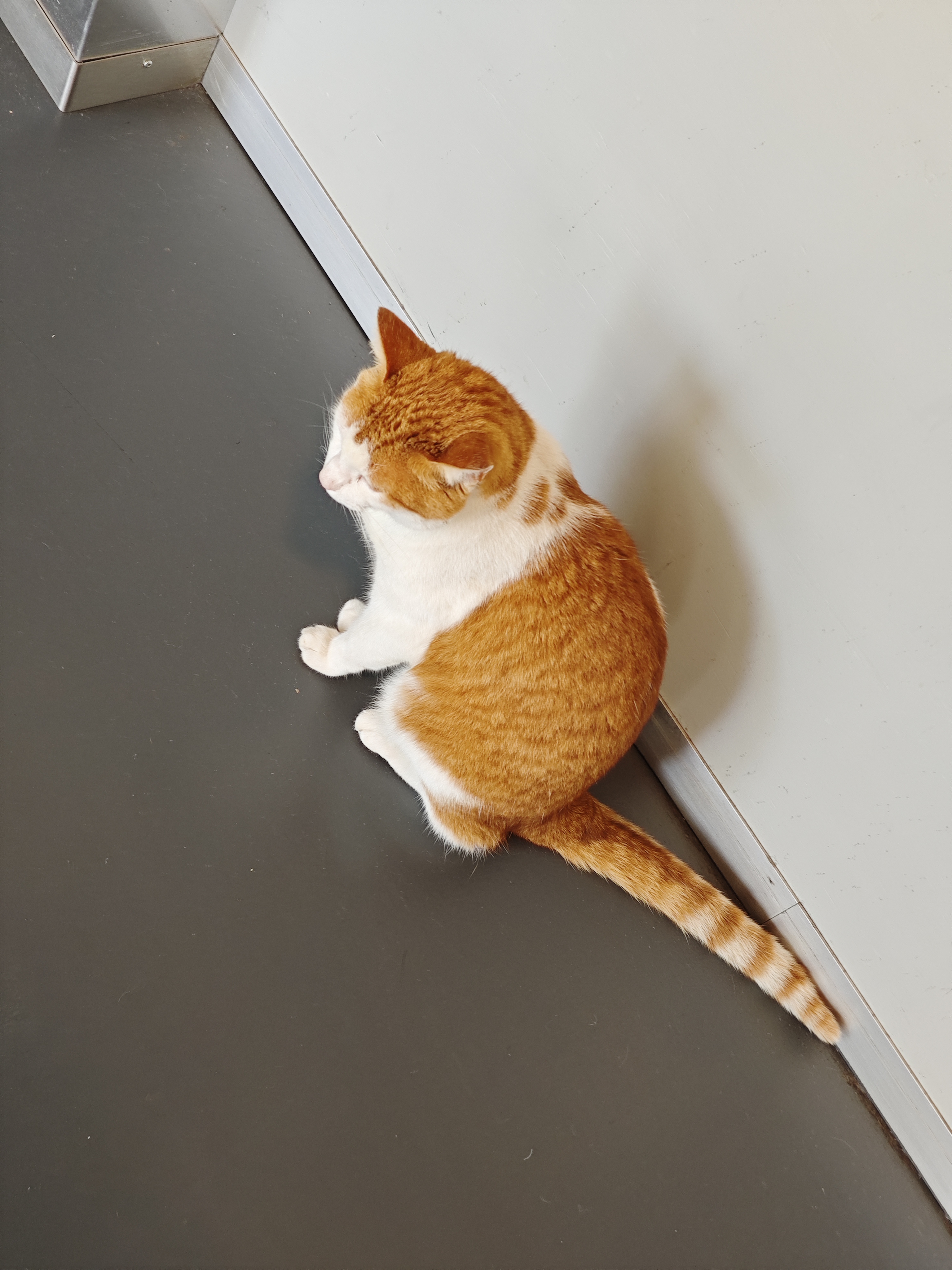 Really want to touch its tail!!