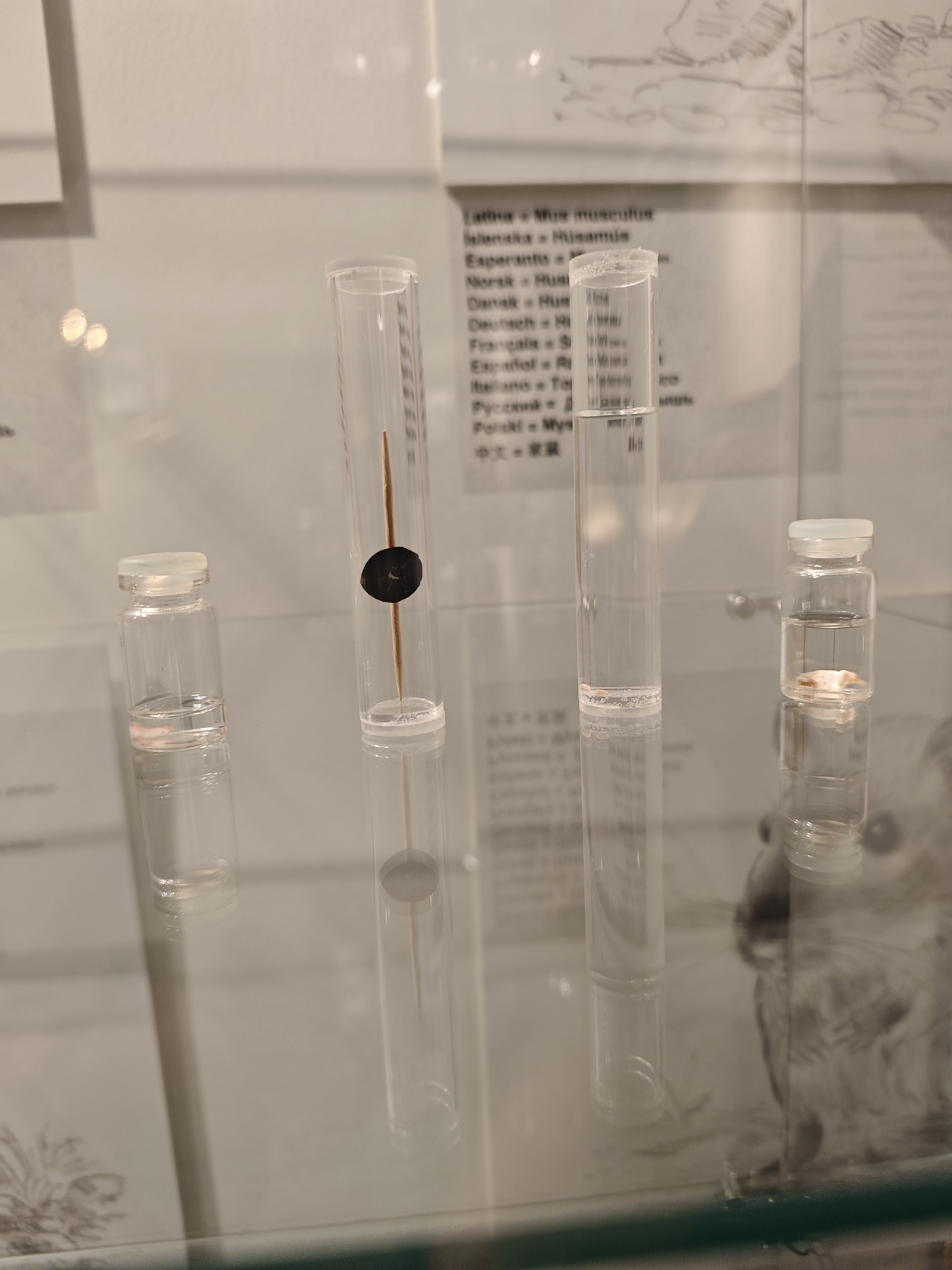 鼠鼠的阴茎骨小得看不见（