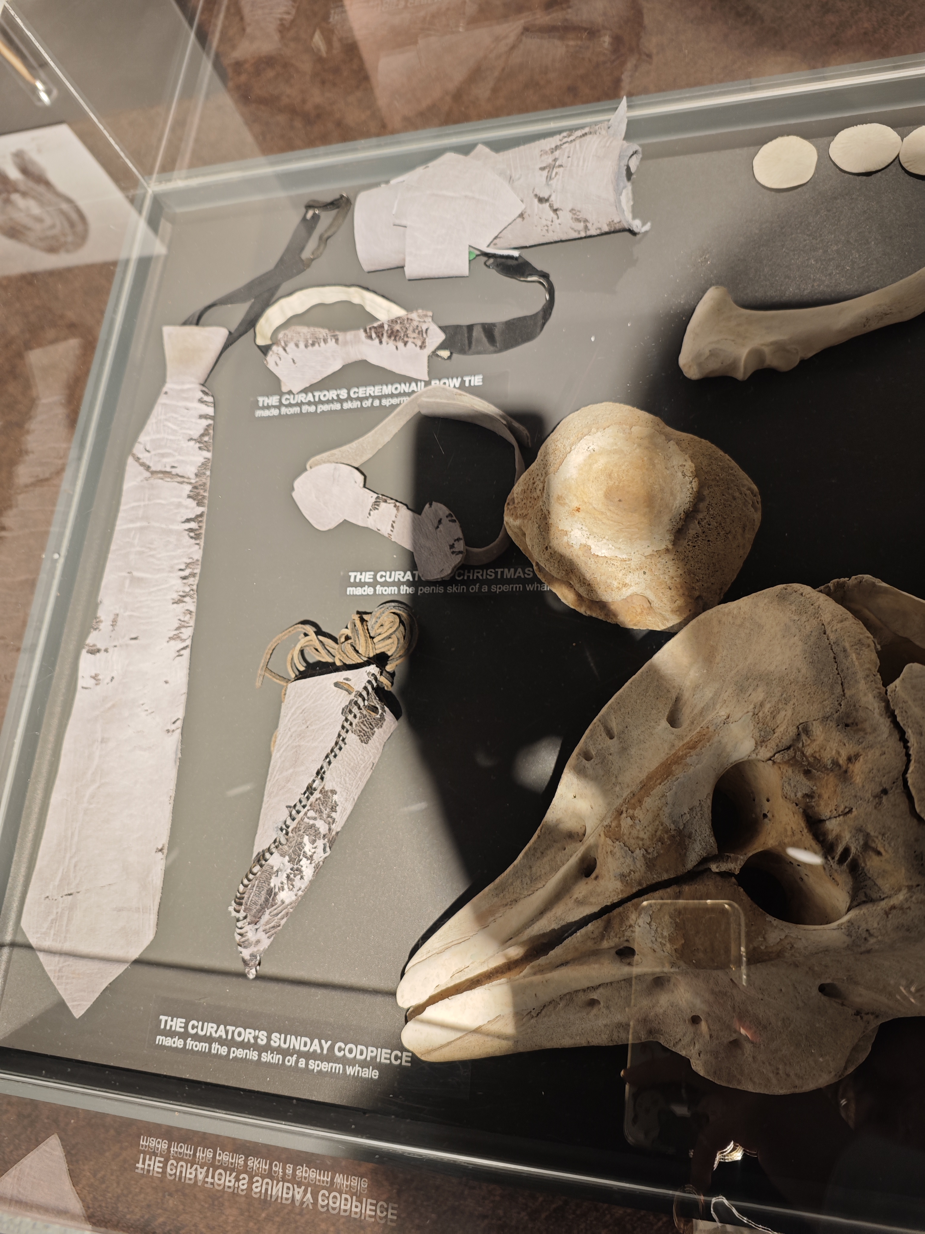 用鲸鱼的吊皮来做服饰好怪哦