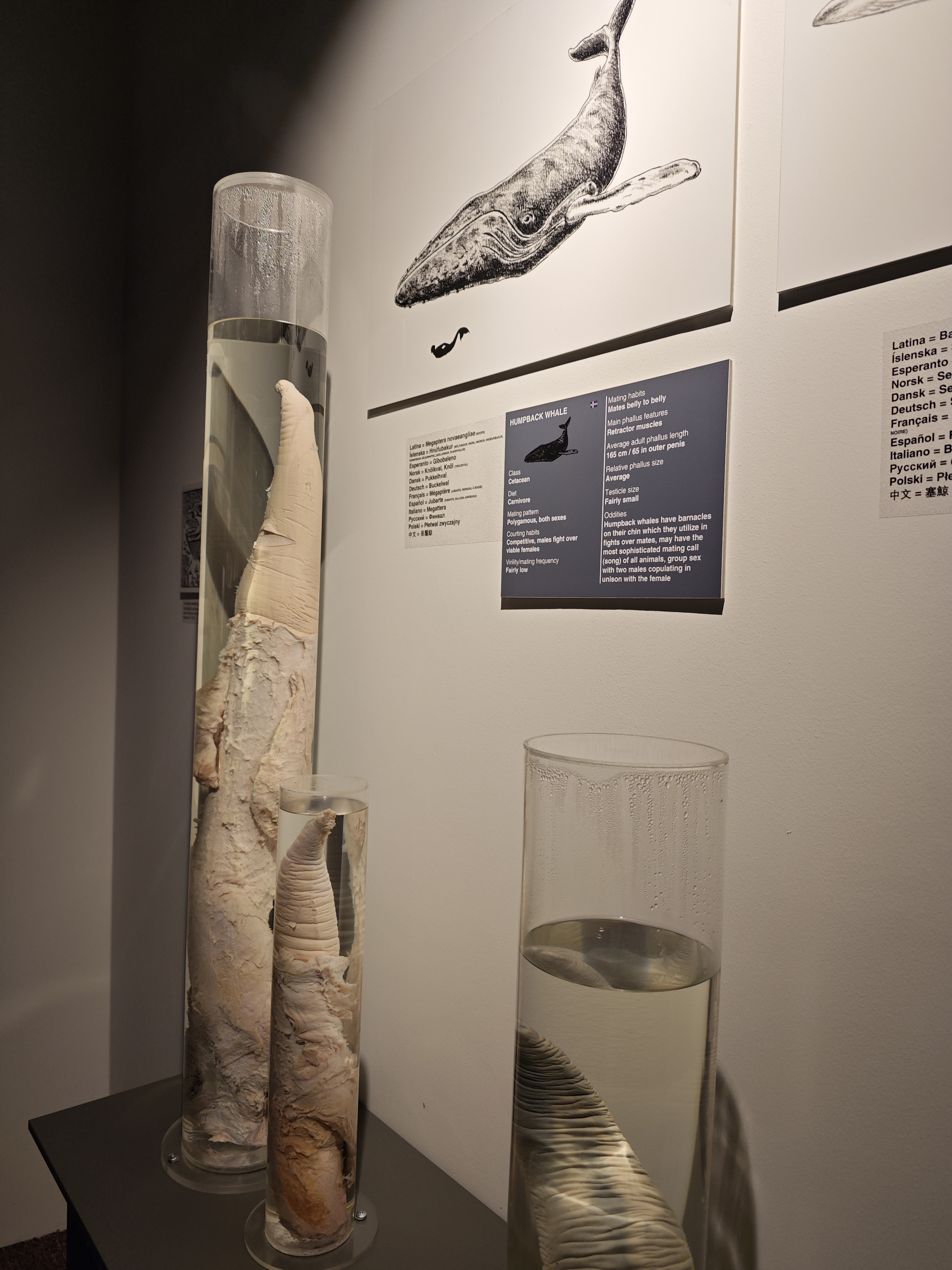 鲸鱼的好像竹笋啊（