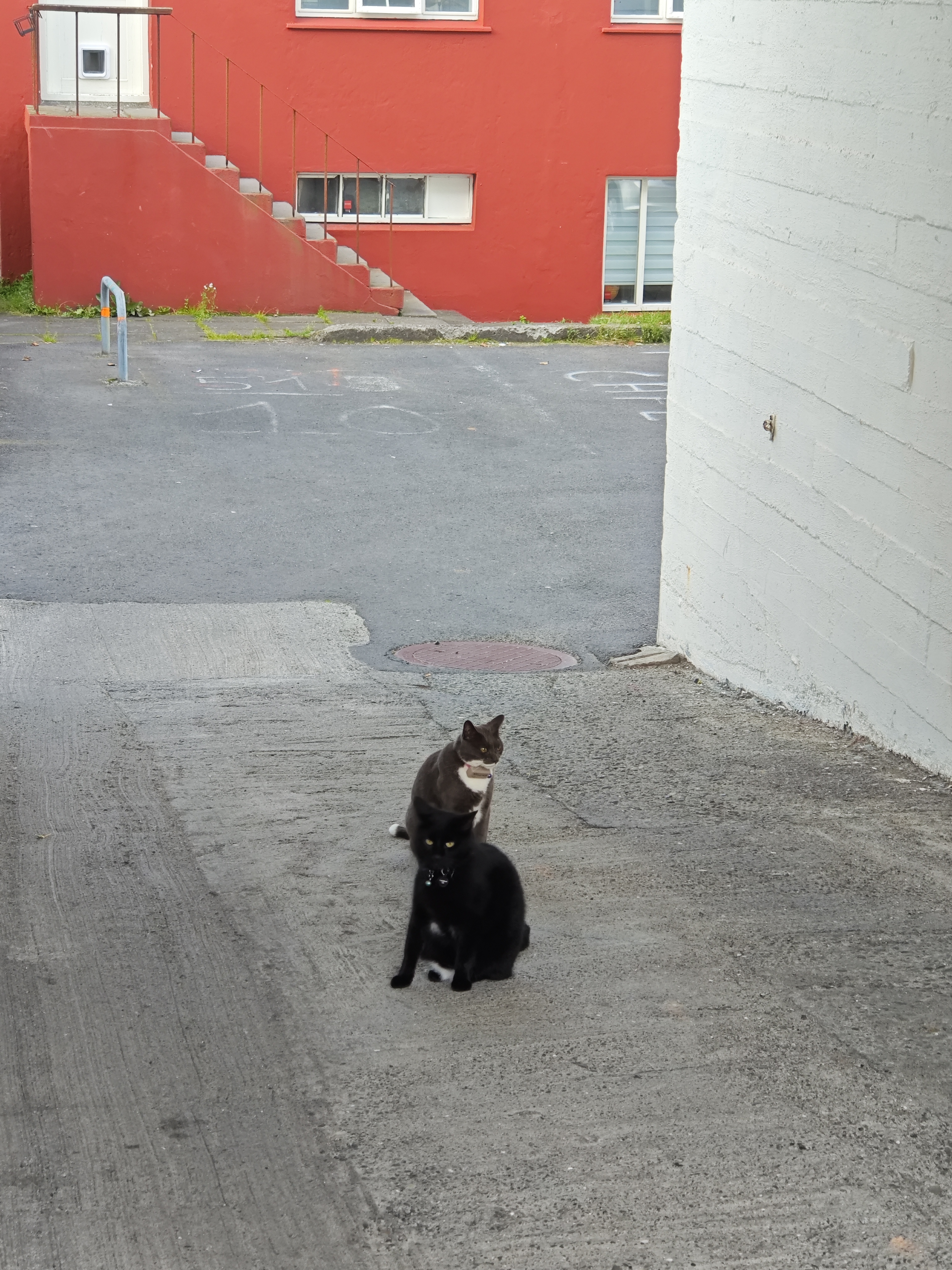 又是猫猫!!