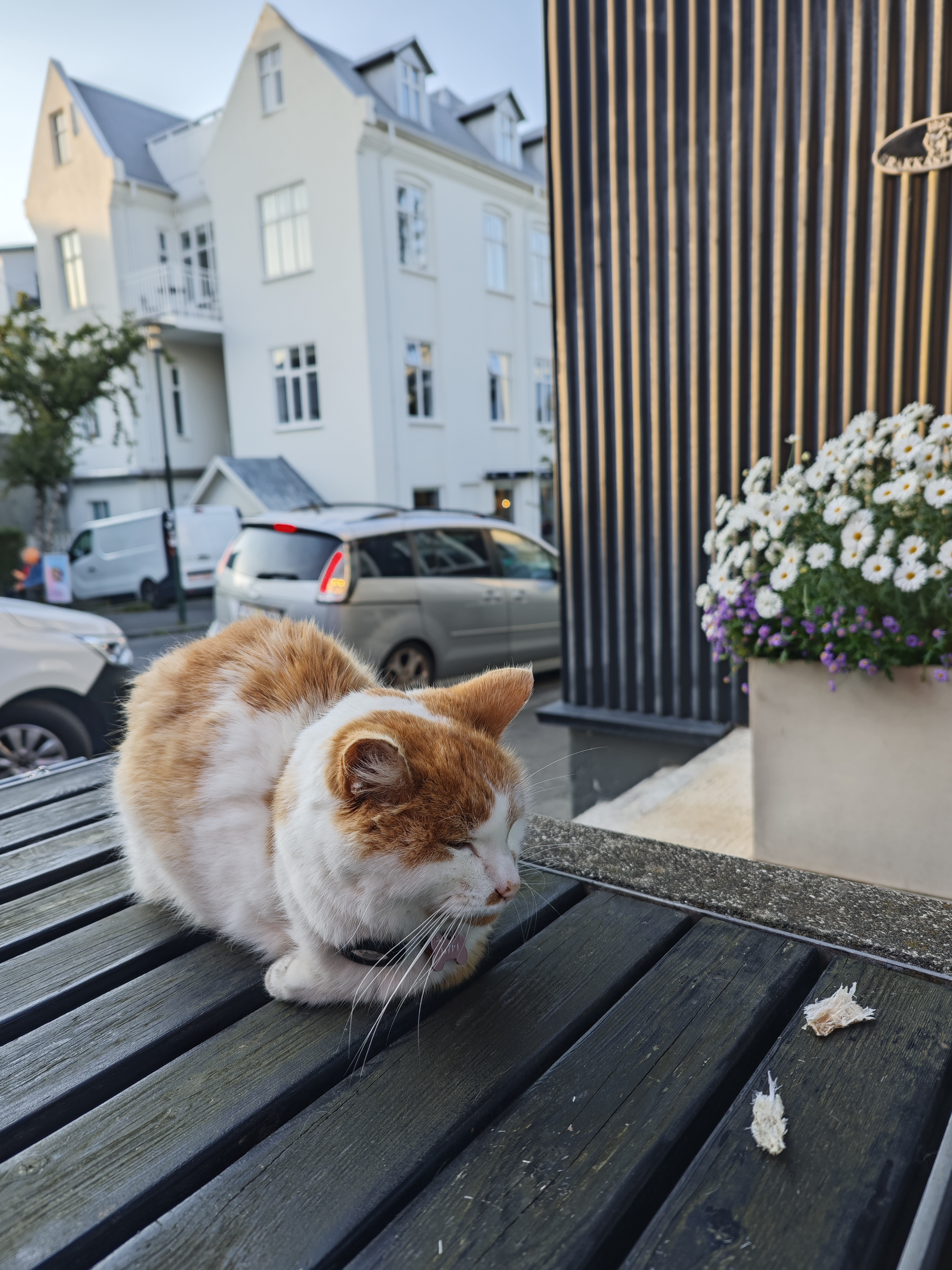 回来时那只猫猫还是守在那里 真是悠闲的生活呢