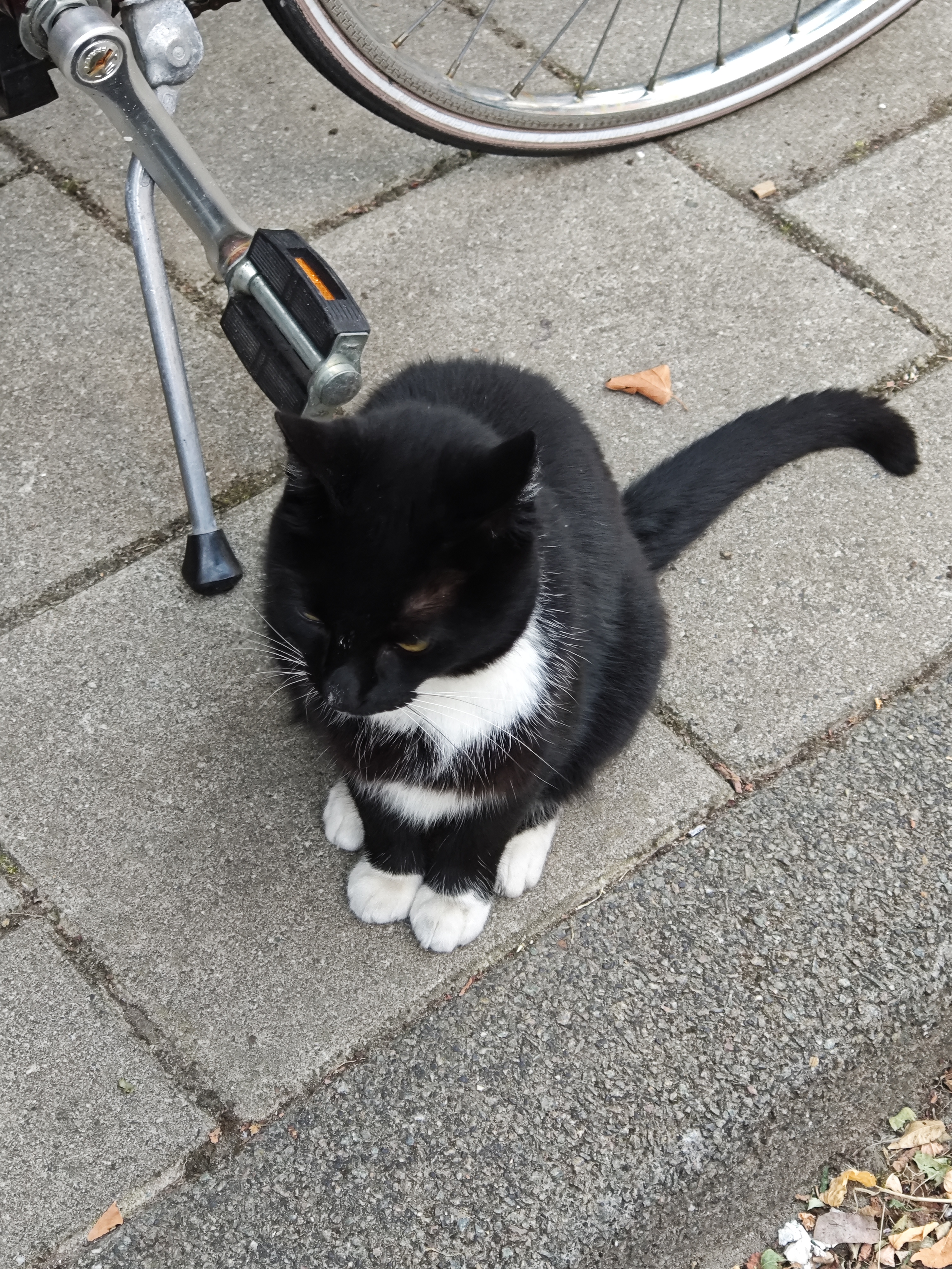 小白鞋和白围嘴