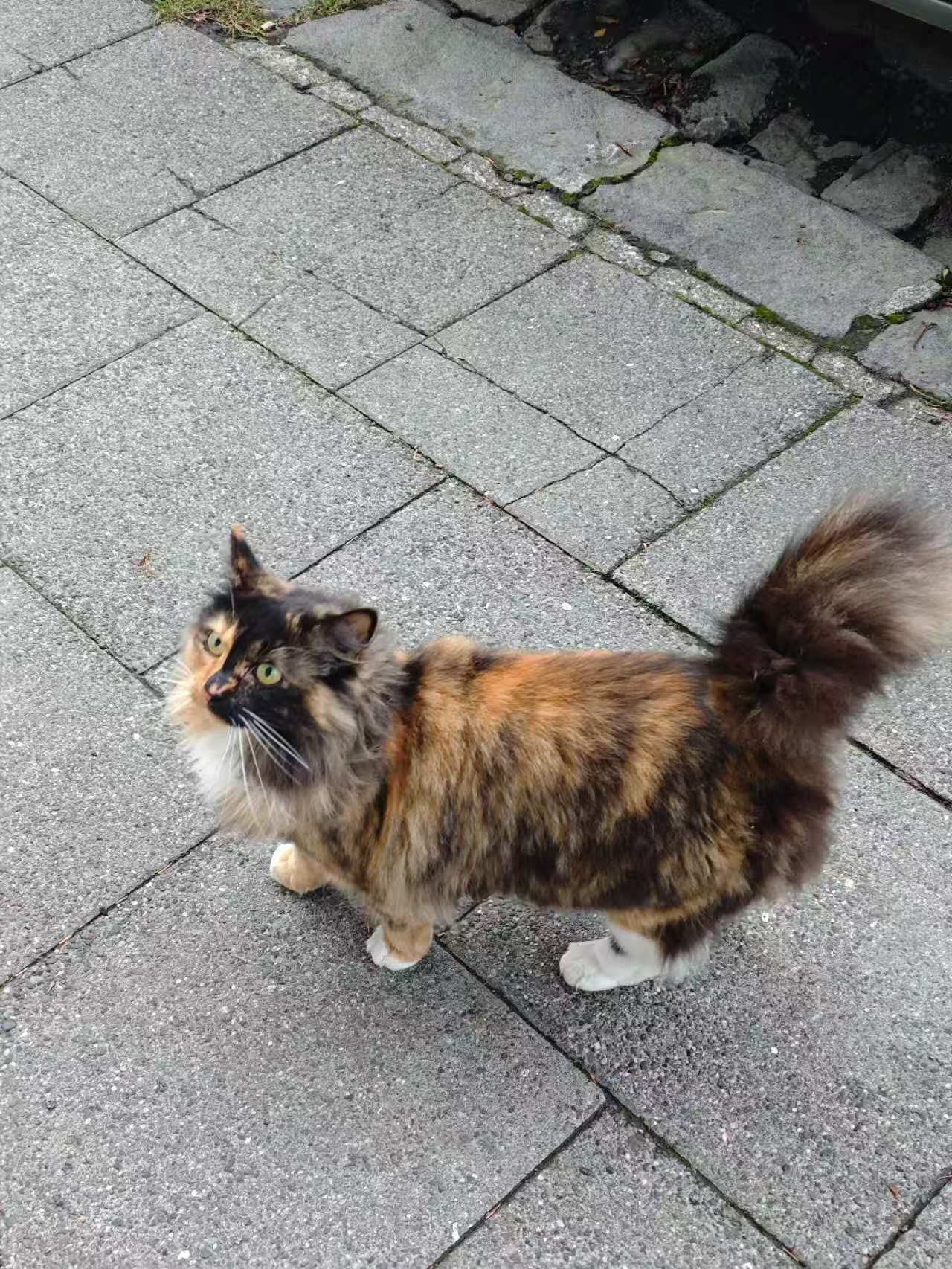 毛茸茸的大尾巴！！！