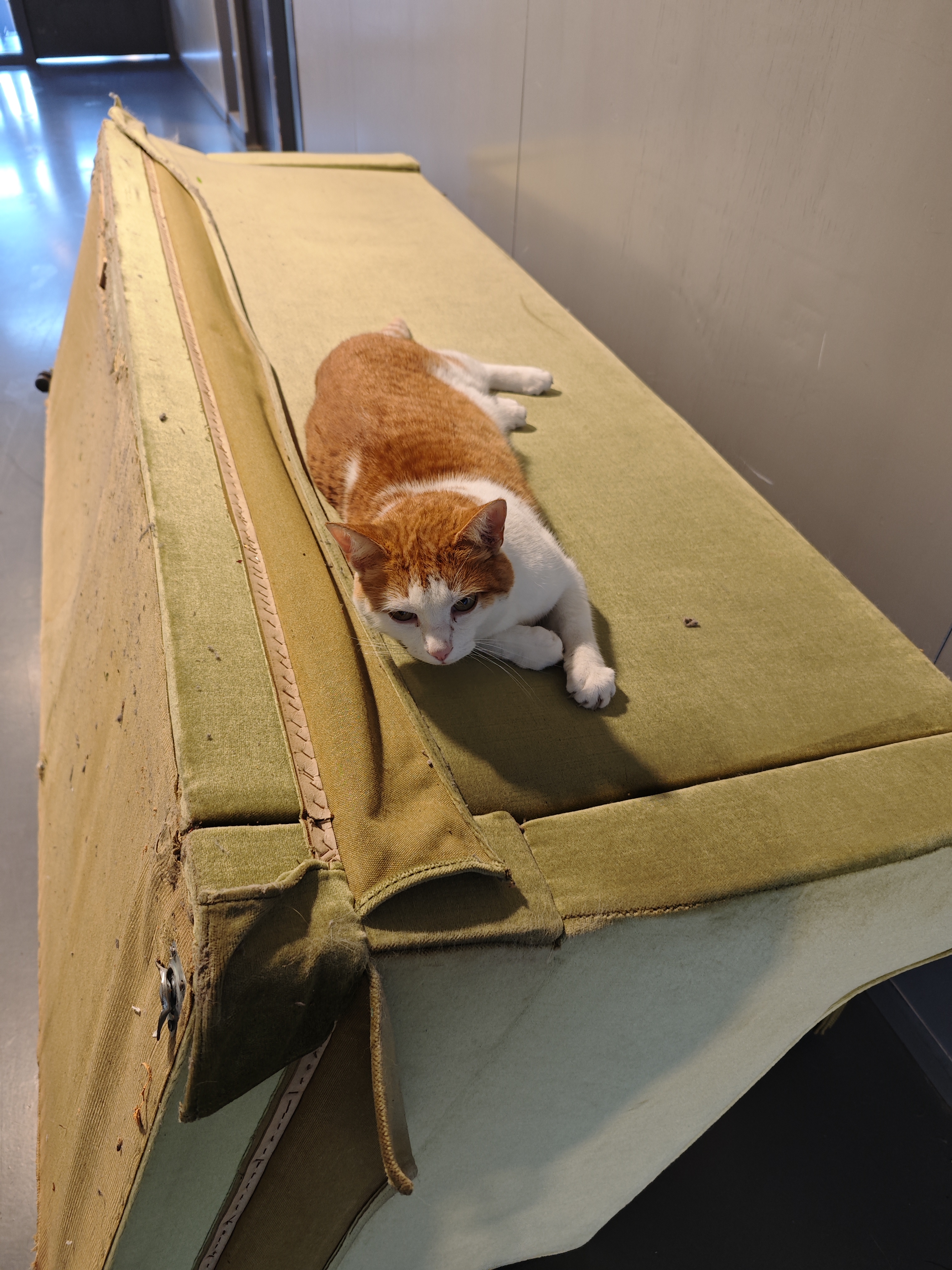 趴在走廊里的旧沙发上